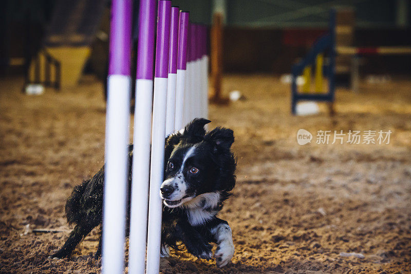 博德牧羊犬敏捷性测试