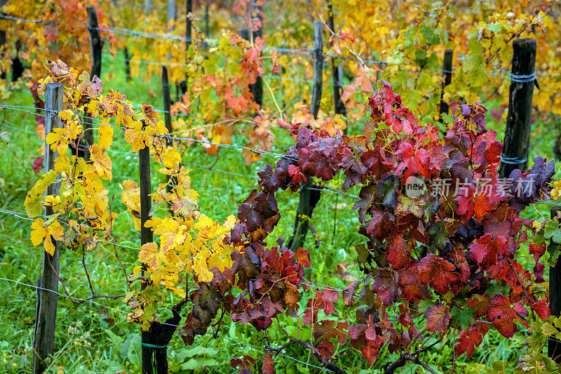 红黄葡萄叶，Refosco葡萄，葡萄园在斯洛文尼亚，欧洲