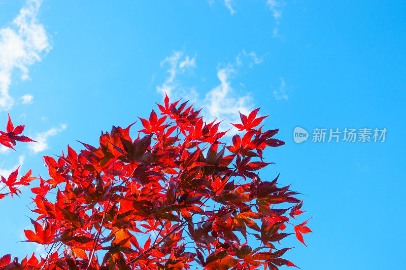 蓝天下的日本枫树
