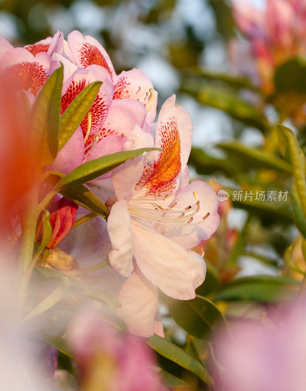 杜鹃花在春天