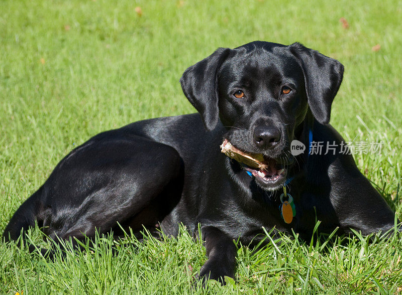 黑色的拉布拉多寻回犬