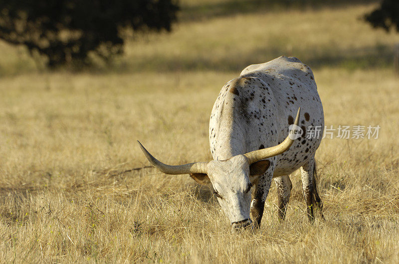 在干燥的草原上放牧的德克萨斯长角牛