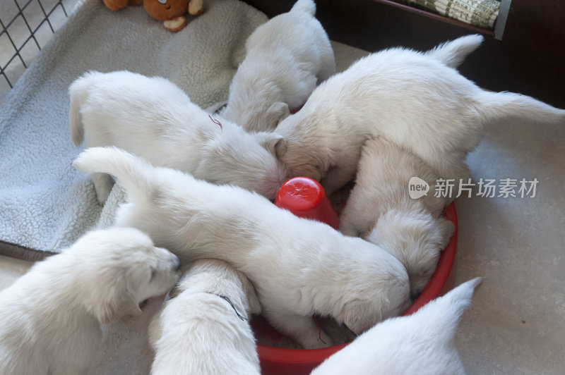 一对金毛猎犬幼犬正在进食