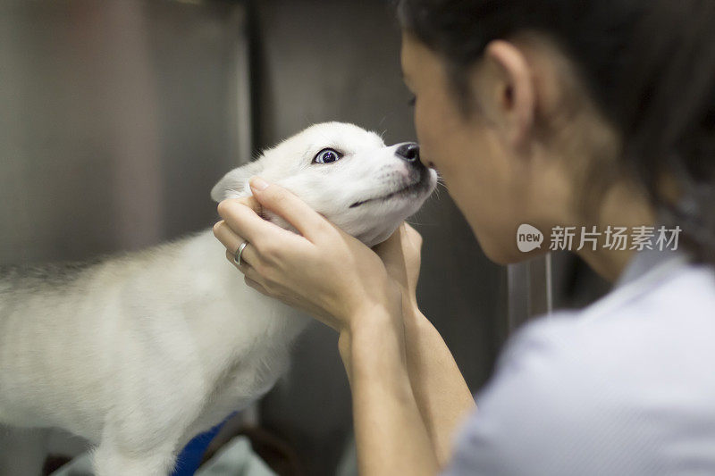 兽医护士照顾一个白色的哈士奇小狗