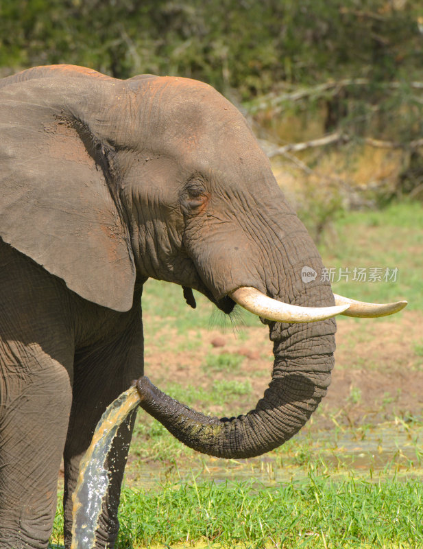 非洲大象喷水-南非