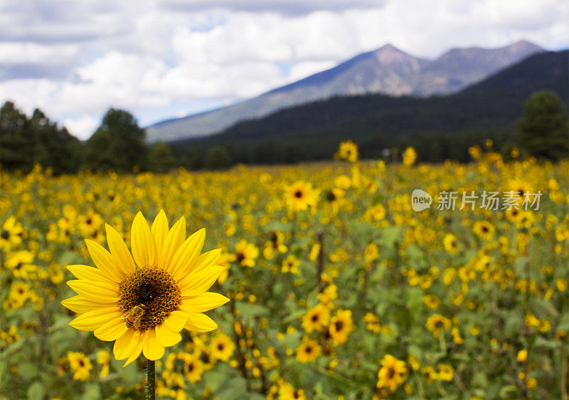 向日葵草地与山脉