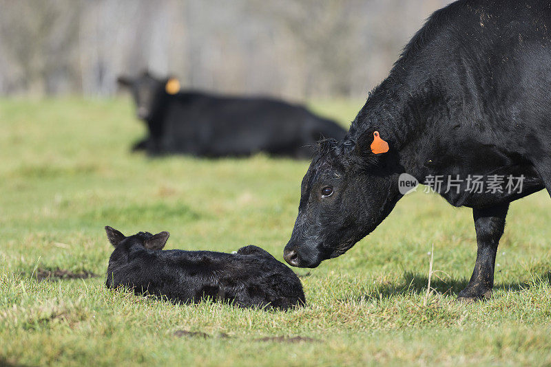 黑色安格斯母牛和一头小牛