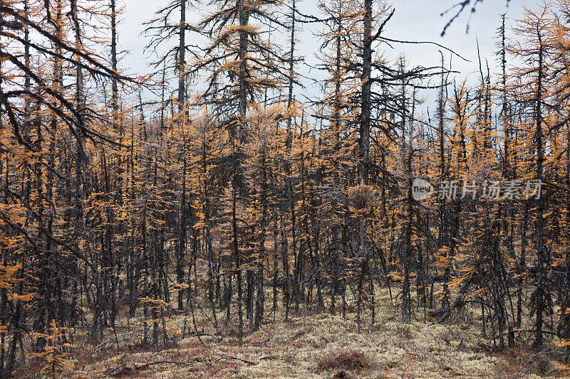 森林杯在西伯利亚落叶松针叶林的秋天。