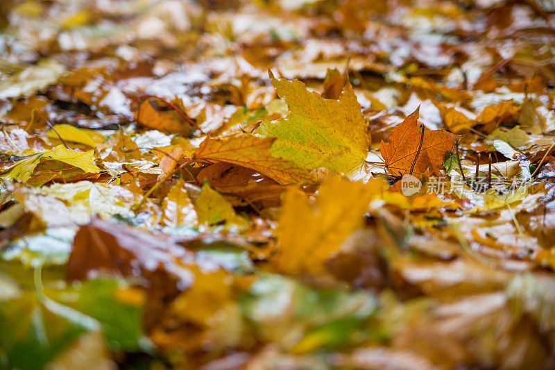 秋天的树叶从树上落下。雨落在他们身上