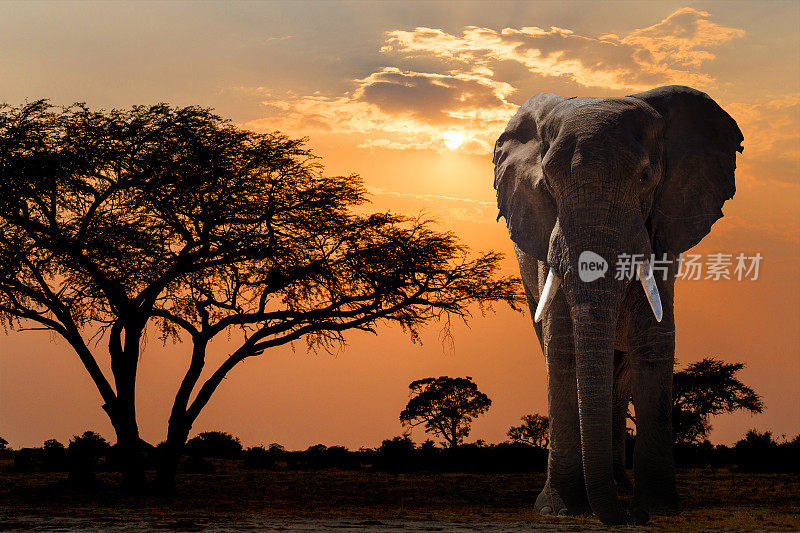 非洲日落在金合欢树和大象