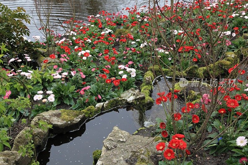 荷兰库肯霍夫岩石-水地层上的花