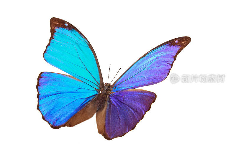 蓝色的热带蝴蝶。