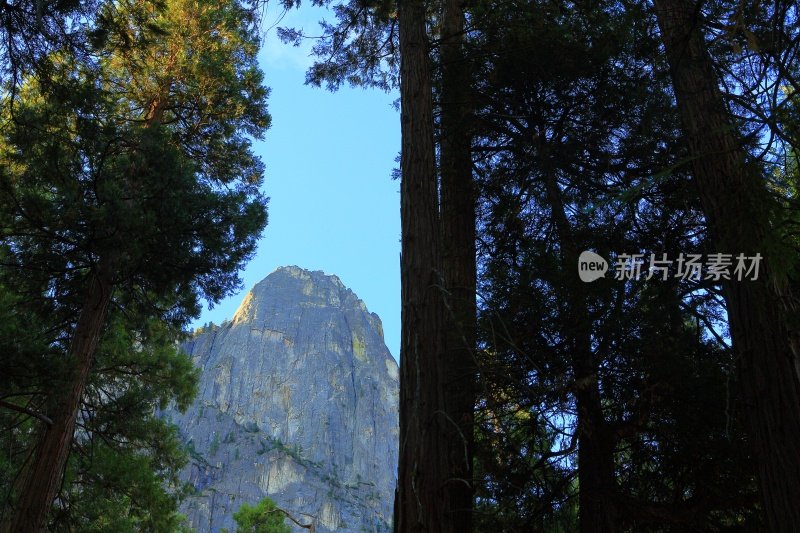 优山美地的酋长树和红杉