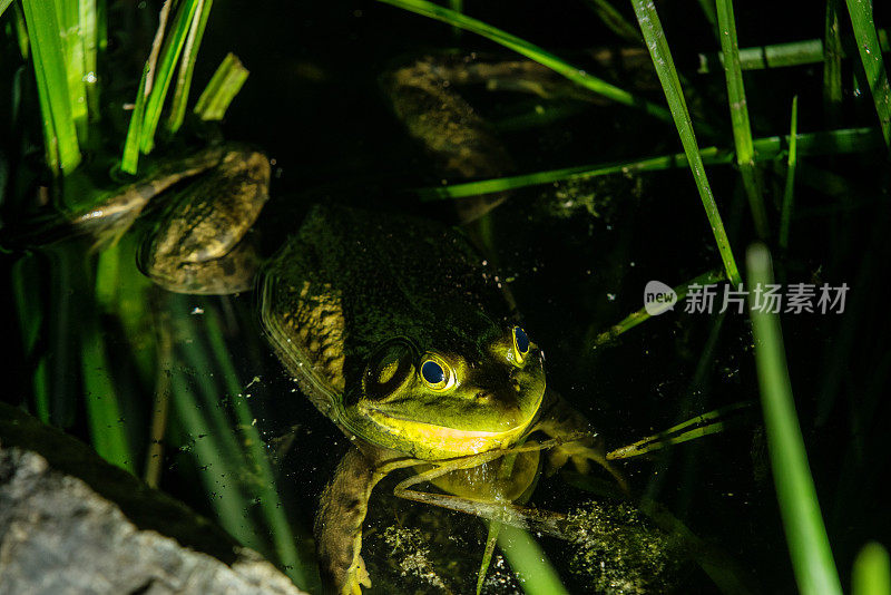 牛蛙漂浮在湖中