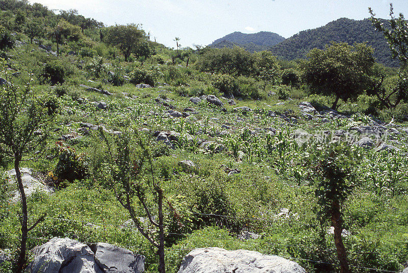 米尔帕传统的自给农场侵蚀山坡附近的塔斯科格雷罗墨西哥