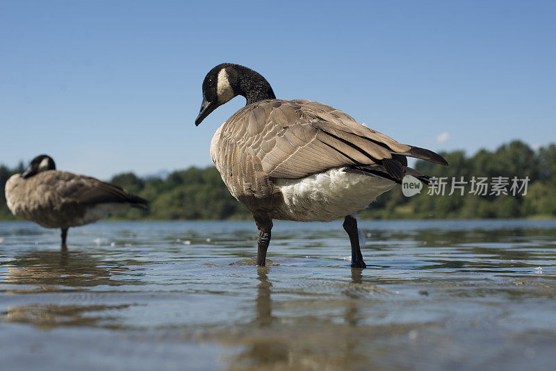 加拿大鹅