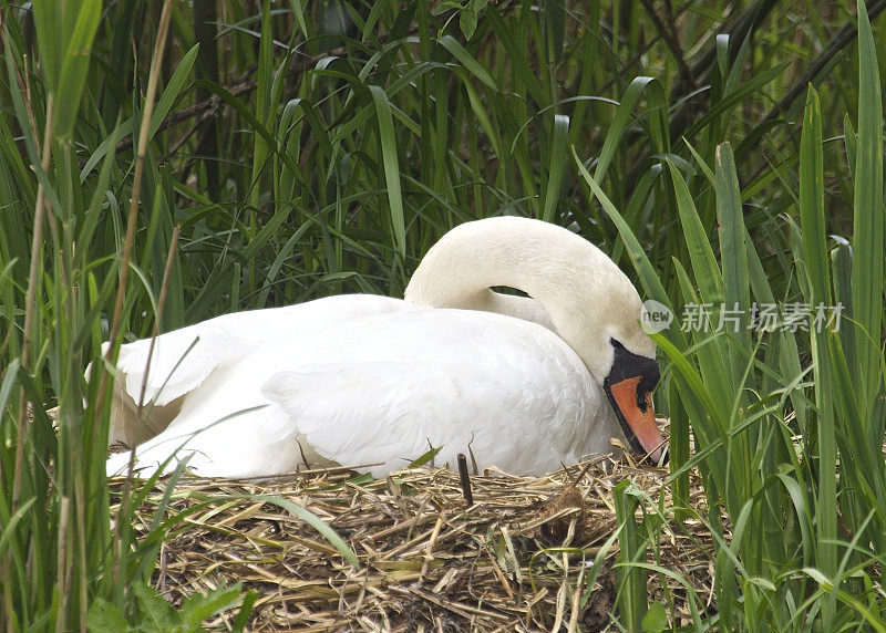 疣鼻天鹅