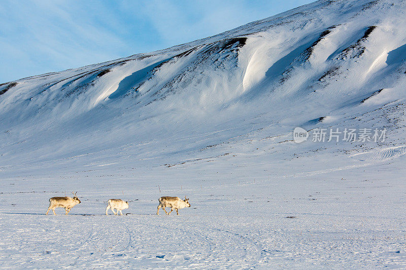 驯鹿在Spitzbergen