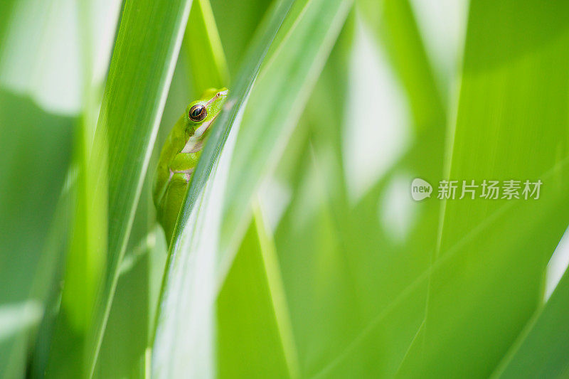 东部莎草青蛙