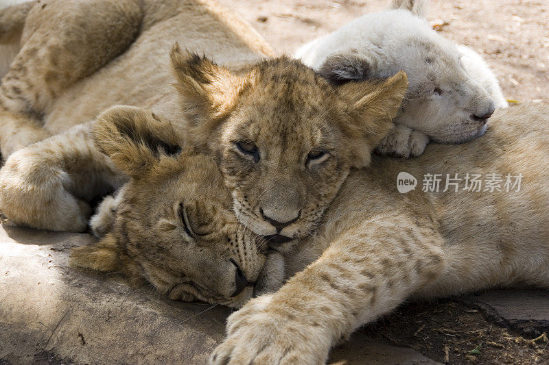 动物:睡狮幼崽