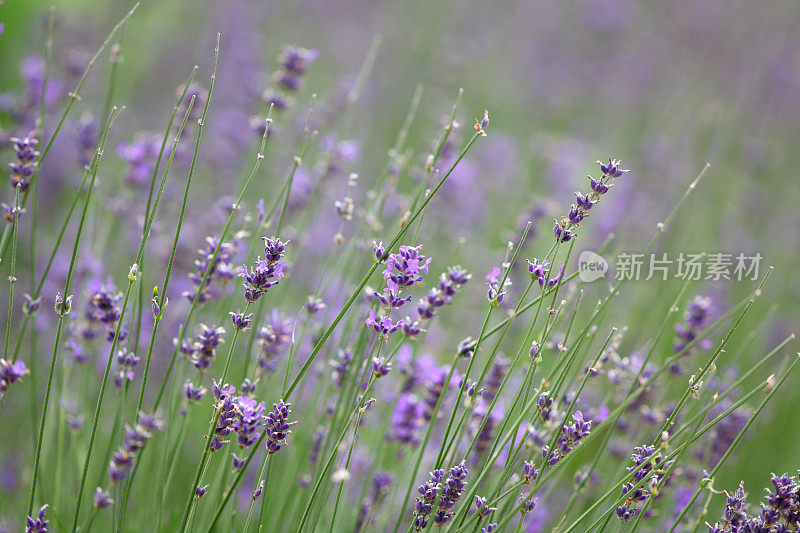 花园里盛开的紫罗兰和薰衣草