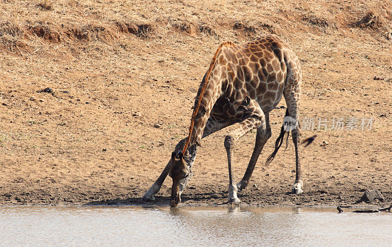 单身长颈鹿喝水，头朝下。