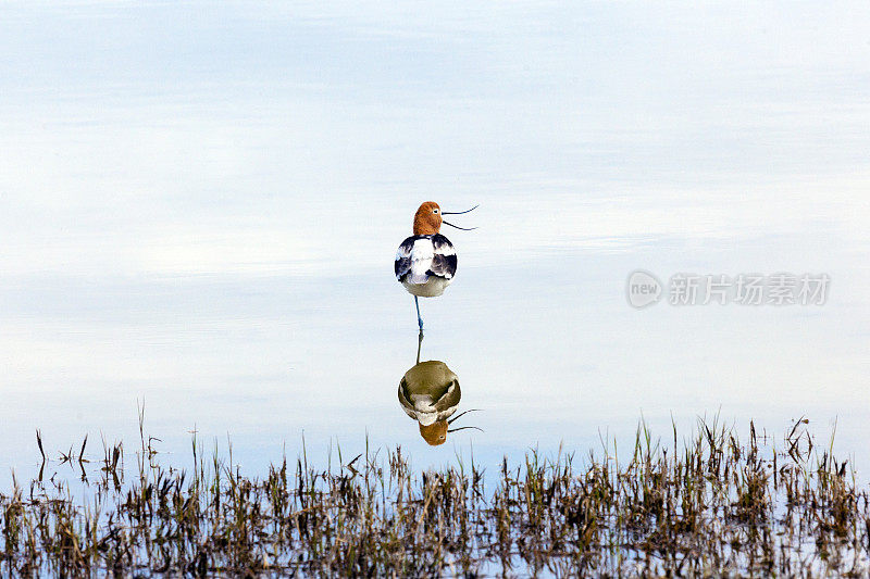 牛油果在熊河沼泽