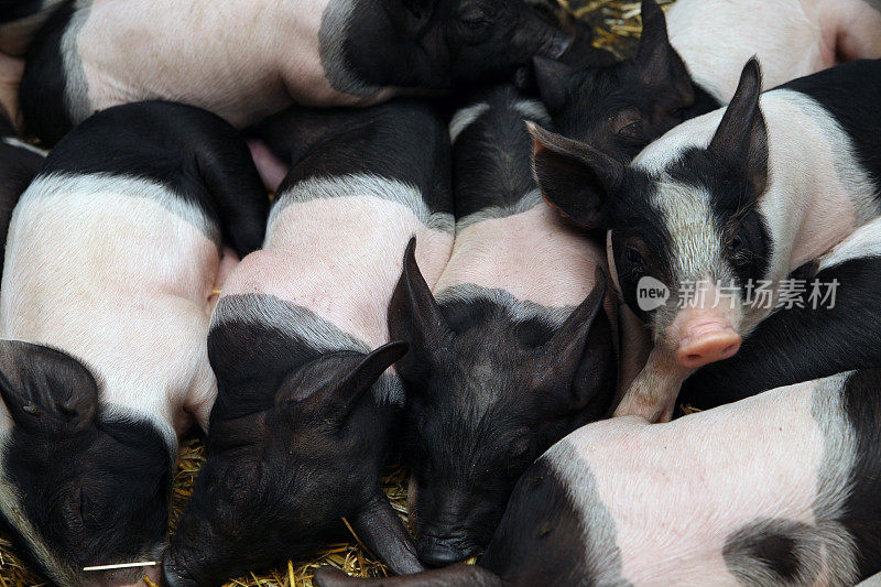 一堆可爱的小猪在猪圈里休息