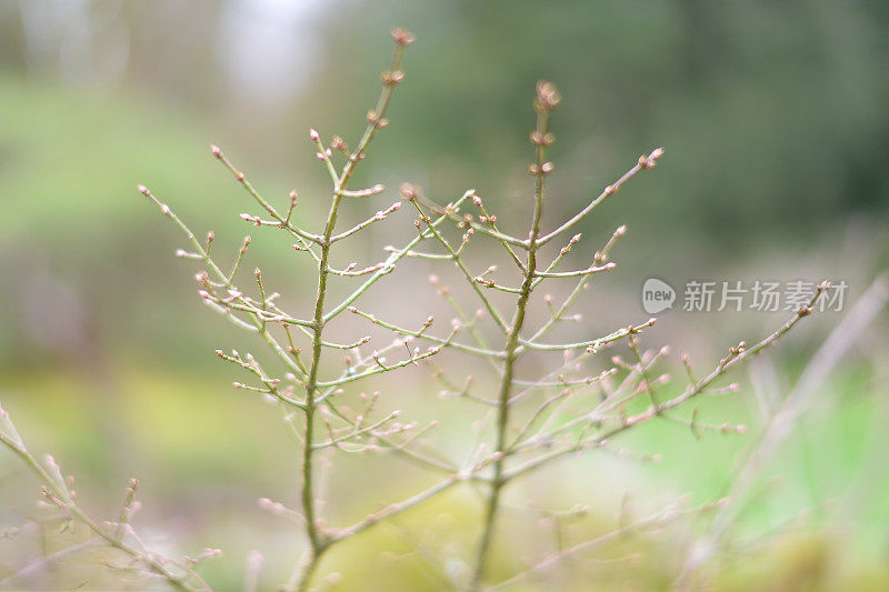 春天嫩芽