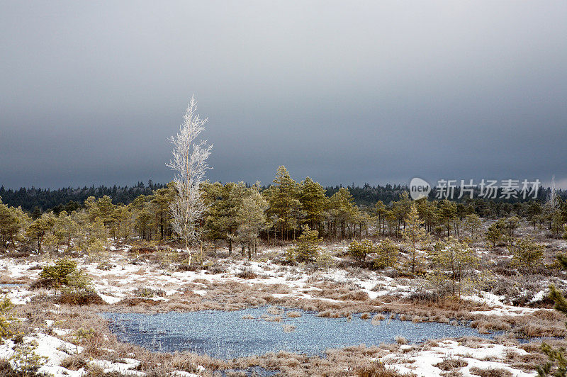 北欧寒冷的冬季沼泽景观