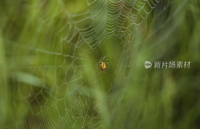 绿色的蜘蛛网