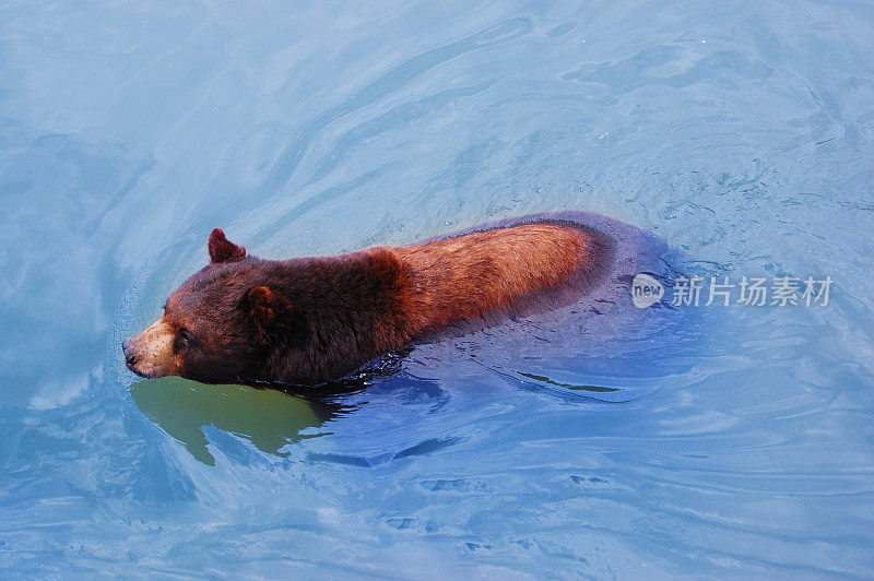 棕熊游泳