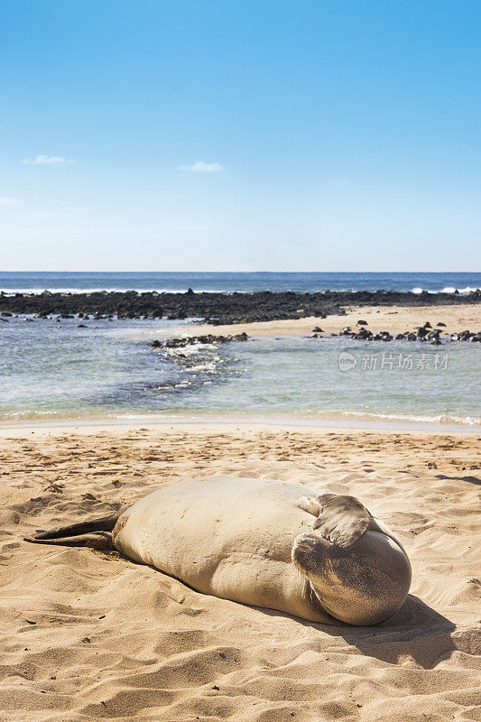 夏威夷考艾岛，Poipu海滩，僧海豹醒来，揉眼睛
