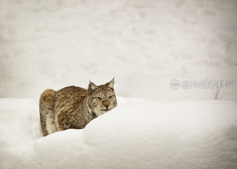 猞猁