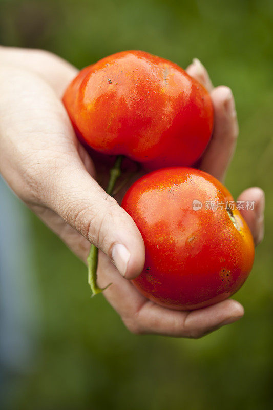有机西红柿