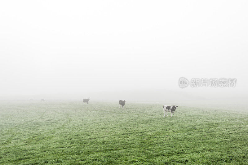 英国的风景:雾蒙蒙的秋天早晨的田野和牛群