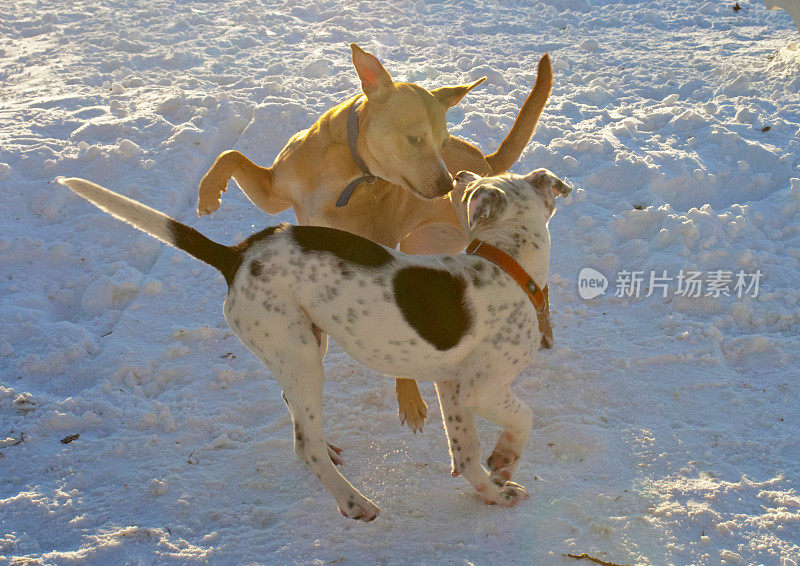 狗在雪中玩耍