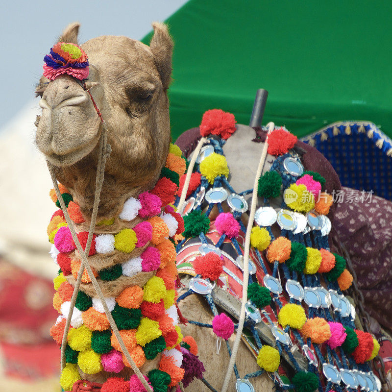 带流苏的骆驼，印度普什卡骆驼博览会