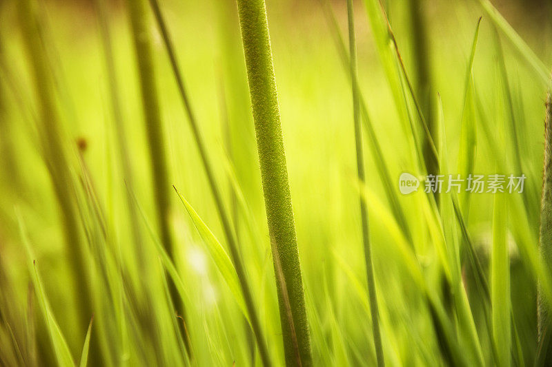 蕨类植物茎