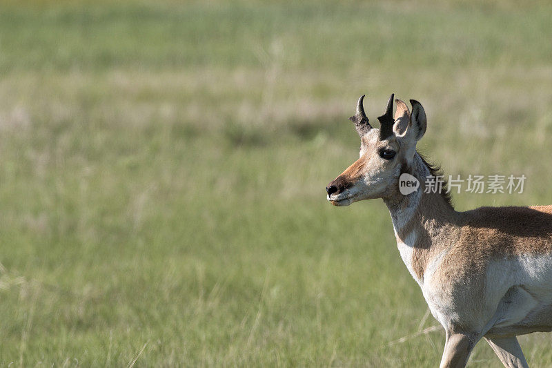 叉角羚行走在波尼国家草原科罗拉多复制空间