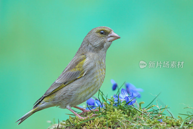 春天的青雀