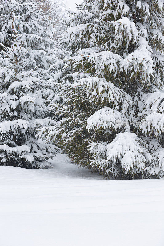 雪覆盖的针叶林-明尼苏达的冬天
