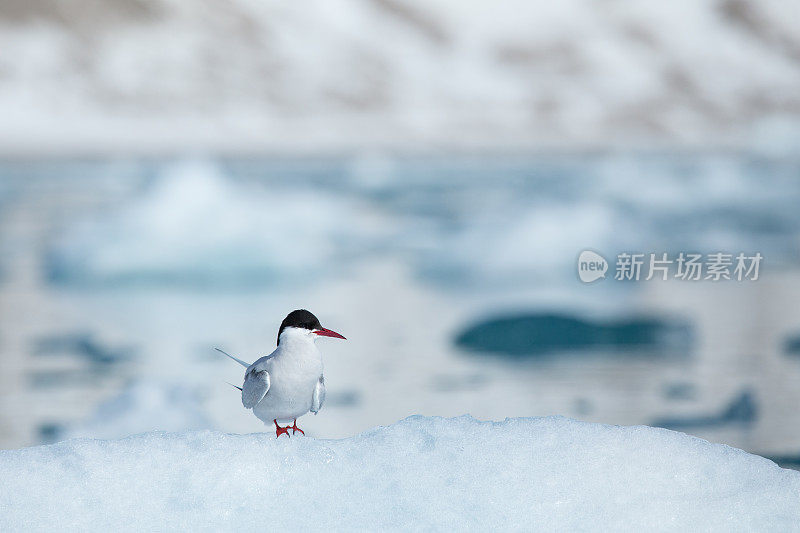 斯瓦尔巴特群岛冰川上的北极燕鸥