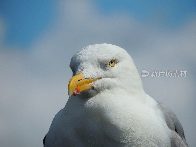 海鸥肖像