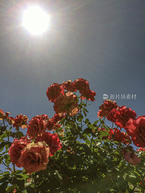 太阳与玫瑰2