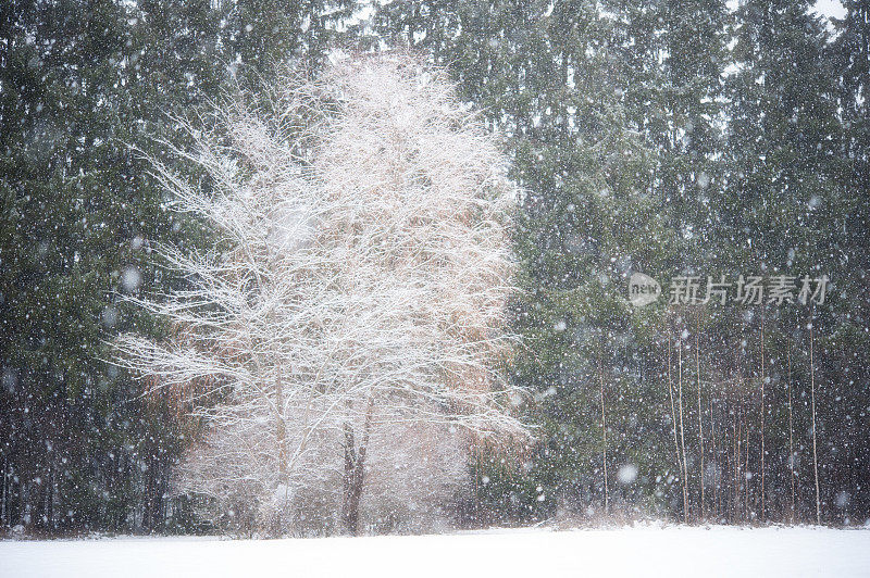 森林里下雪了