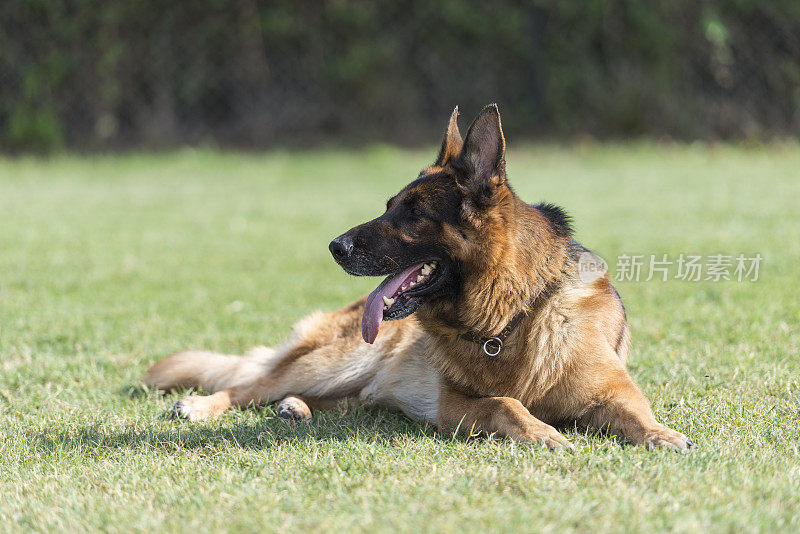 德国牧羊犬躺在户外