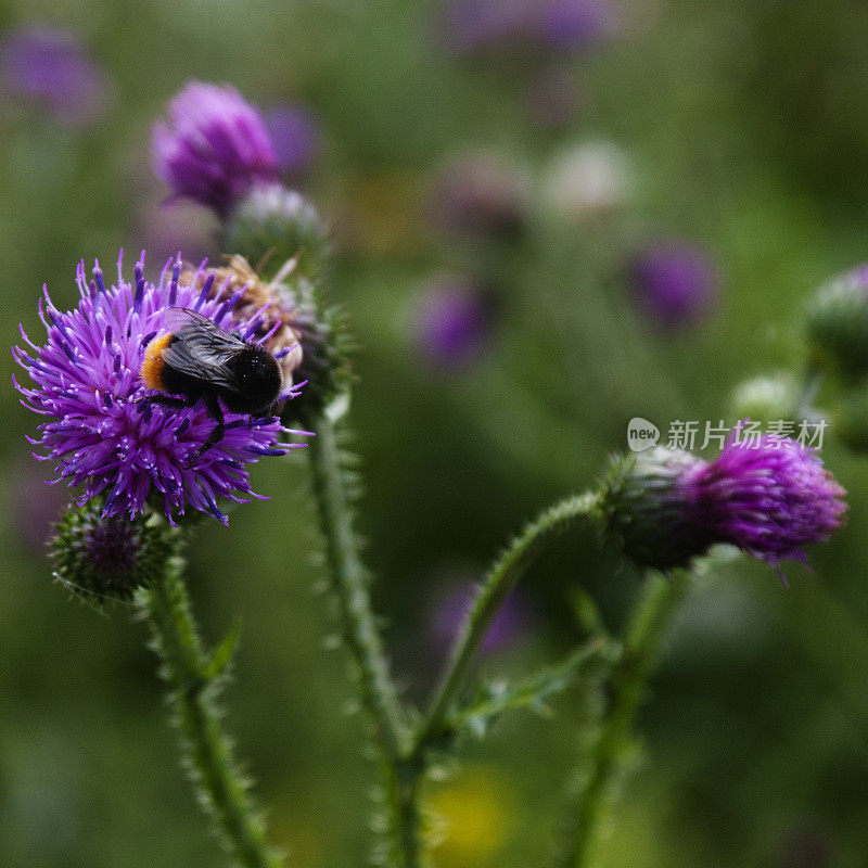 大黄蜂昆虫授粉紫色花方形图像