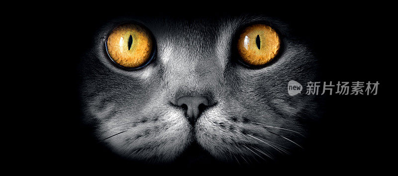 英国种类毛猫的美术肖像与黄色的眼睛