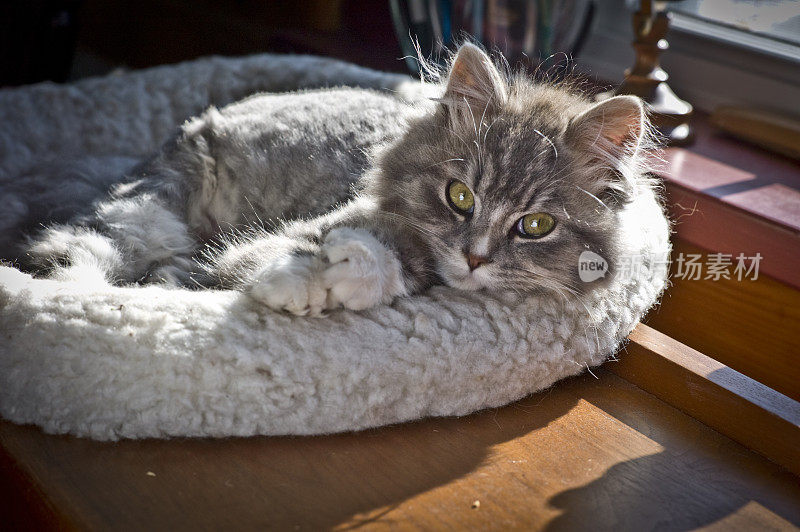 小灰猫在窗户里看相机。太阳的光。